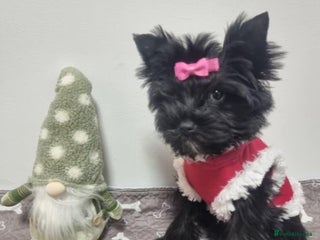 Yorkshire Terrier dogs Yorkshire Terrier puppies - Advert 7