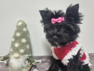 Yorkshire Terrier dogs Yorkshire Terrier puppies - Advert 14