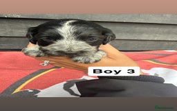 Cocker Spaniel dogs for sale: Cocker puppy 1 bitch left 3 boys  - Image 10