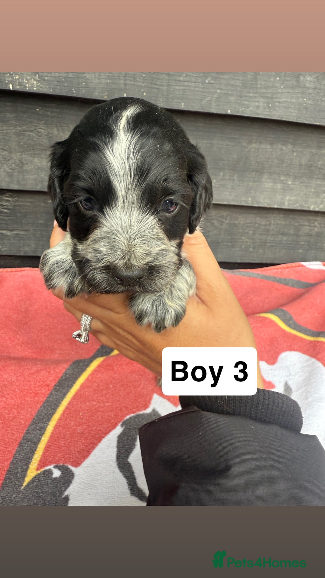 Cocker Spaniel dogs for sale: Cocker puppy 1 bitch left 3 boys  - Image 10