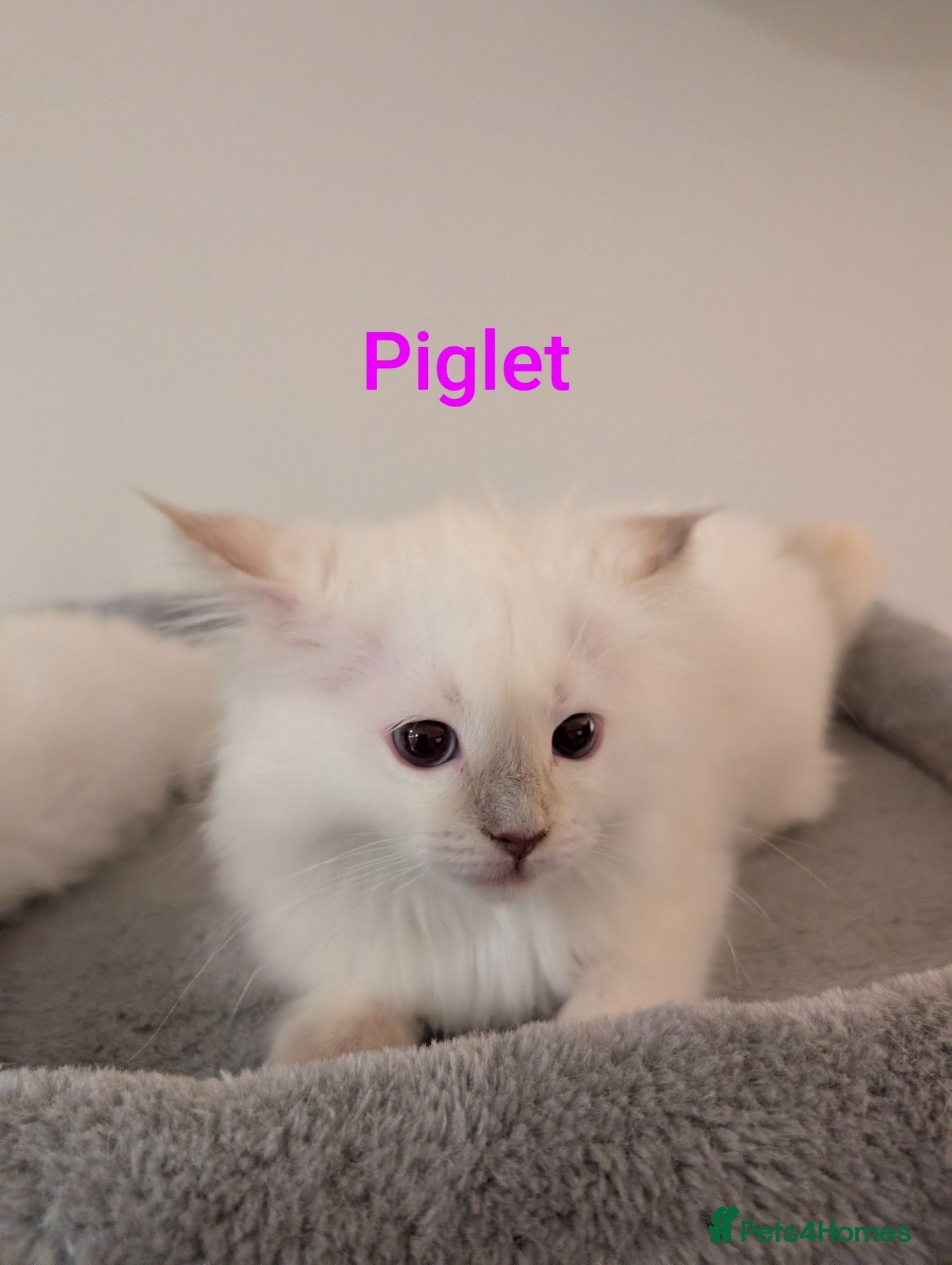 Ragdoll cats 4 ragdolls awaiting forever homes  - Advert 1