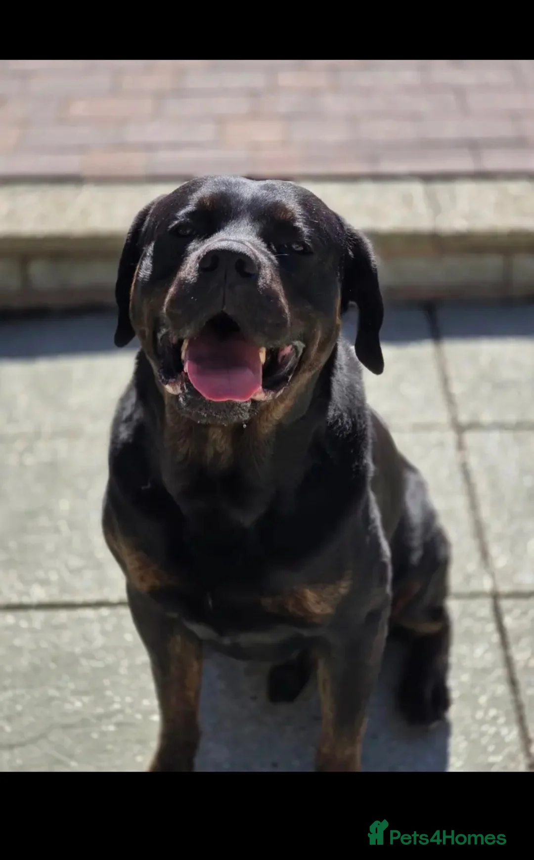 Mixed Breed dogs for sale: Rotweiller Cross ( 5 years old )  in Dagenham - Advert 2