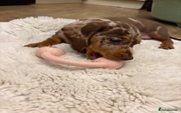 Dachshund dogs for sale: Miniature dacshund - Image 6