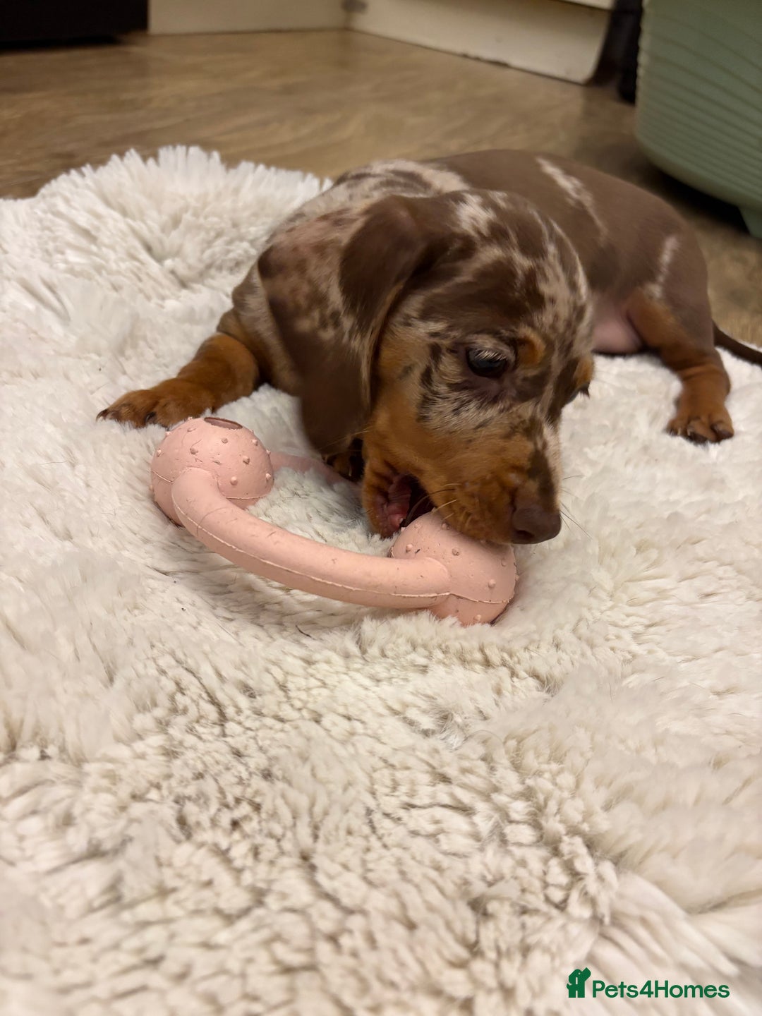 Dachshund dogs for sale: Miniature dacshund - Image 6