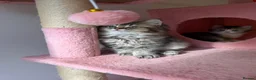British Longhair cats for sale: LOOKING FOR A NEW HOME!!! NEW FAMILY  - Advert 3