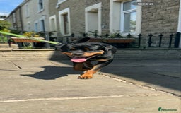 Rottweiler dogs for sale: Rottweiler looking for new home in Accrington - Image 10