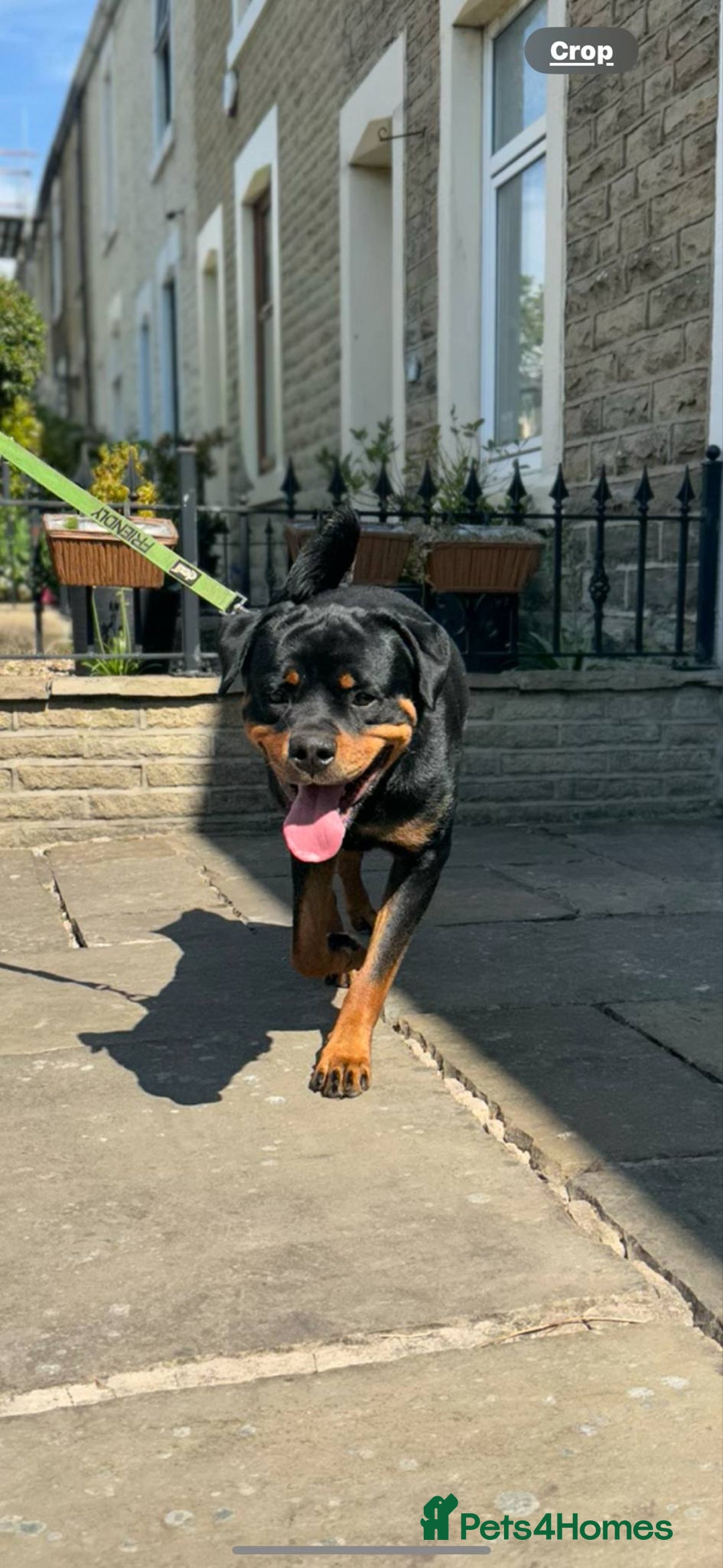 Rottweiler dogs for sale: Rottweiler looking for new home in Accrington - Image 10