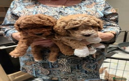 Poochon dogs for sale: Poochon puppies  - Image 1
