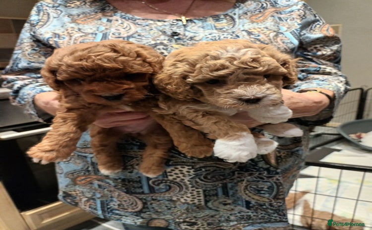 Poochon dogs - Advert 1
