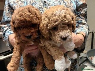 Poochon dogs - Advert 2