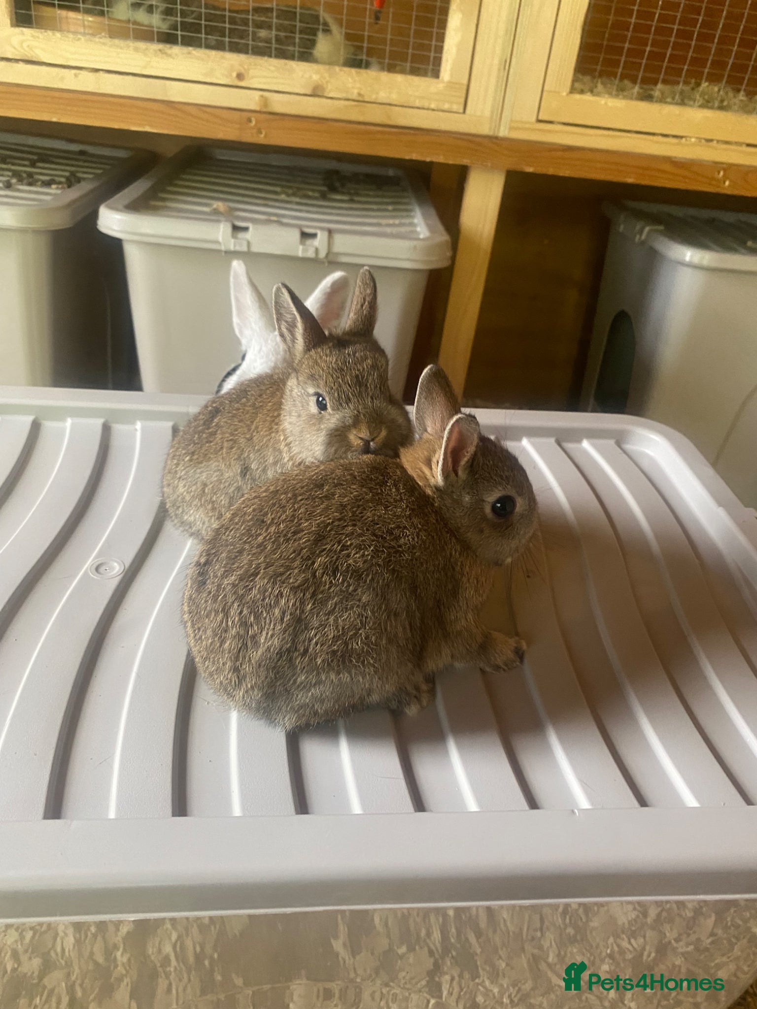 French Lop rabbits Neatherland dwarf babies  - Advert 5