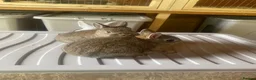 French Lop rabbits for sale: Neatherland dwarf babies  - Advert 1