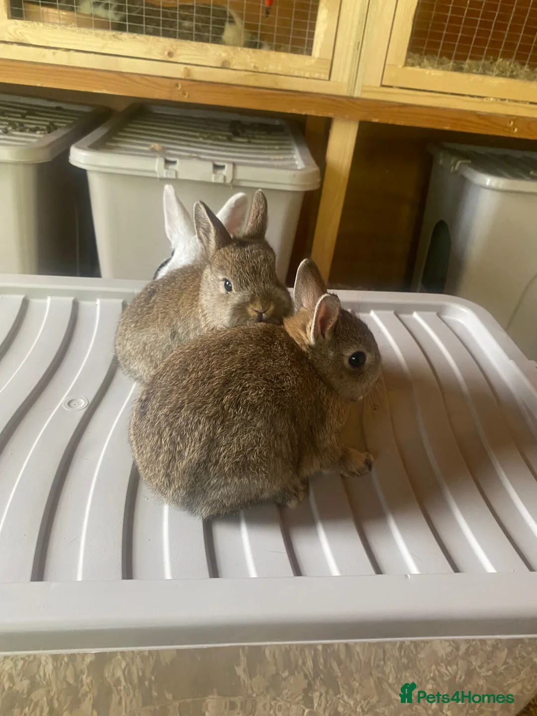 French Lop rabbits for sale: Neatherland dwarf babies  - Advert 1