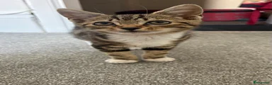 Toast 