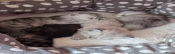 Persian cats for sale: ✨ Beautiful Persian Kittens for Sale ✨ - Advert 7