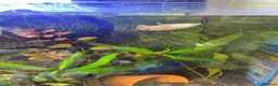 Bettas fish for sale: Established 30L tropical community tank inc betta - Advert 2