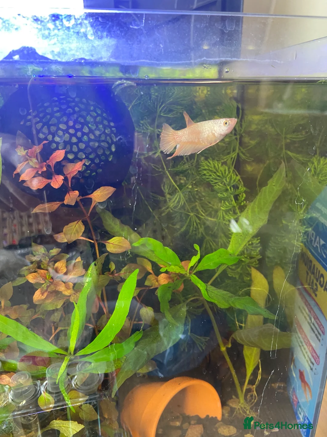 Bettas fish for sale: Established 30L tropical community tank inc betta - Advert 2