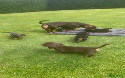 Miniature Dachshund dogs for sale: Miniature dachshund - Image 9