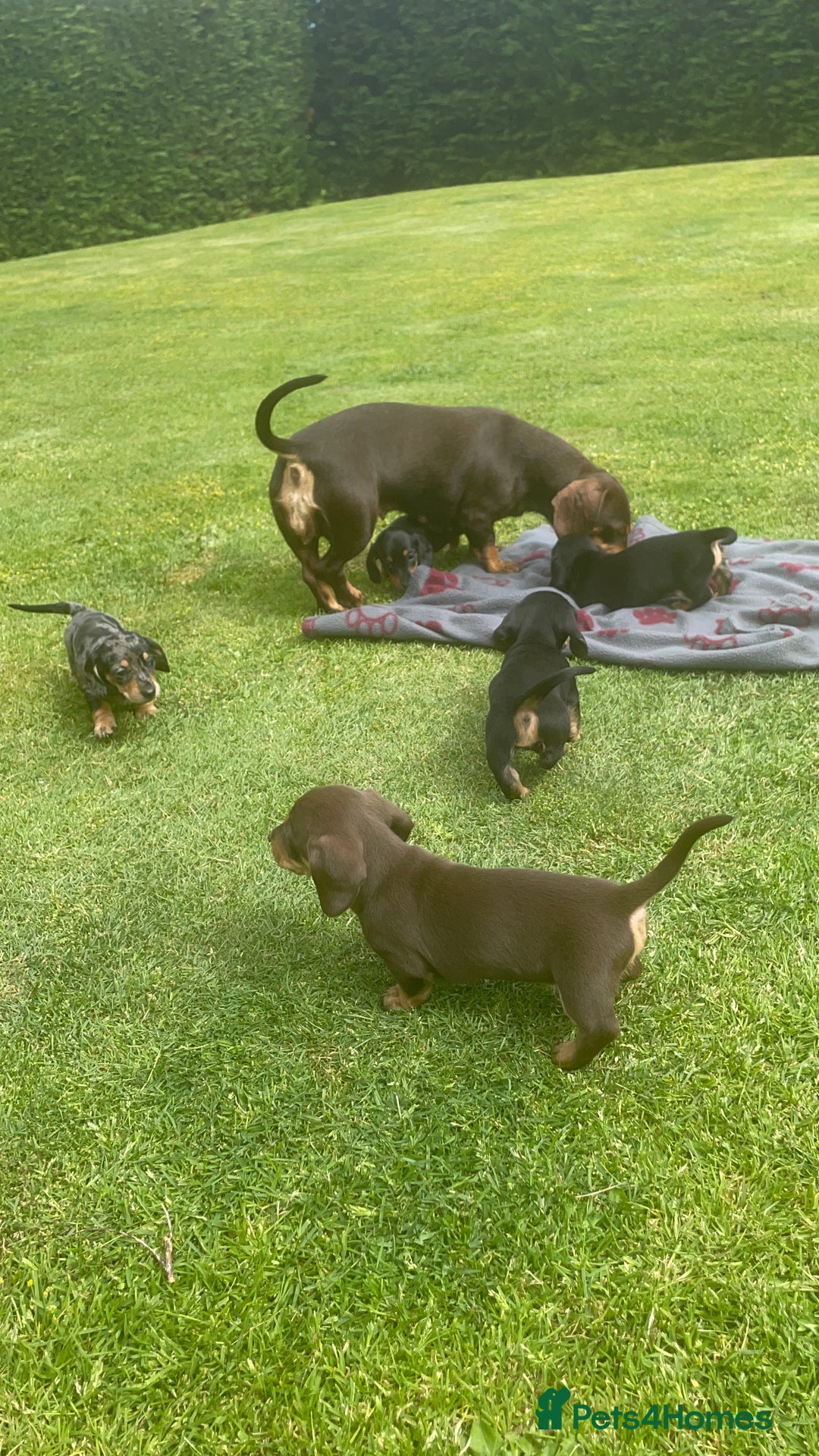 Miniature Dachshund dogs for sale: Miniature dachshund - Image 9