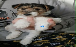Fox Terrier dogs for sale: KC Reg Wire Fox Terrier Puppies READY NOW - Image 8