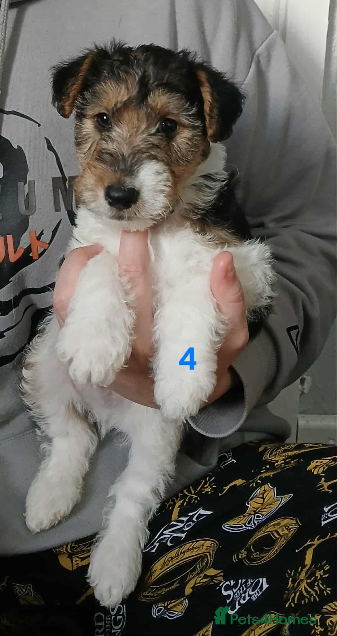 Fox Terrier dogs for sale: KC Reg Wire Fox Terrier Puppies READY NOW - Image 8
