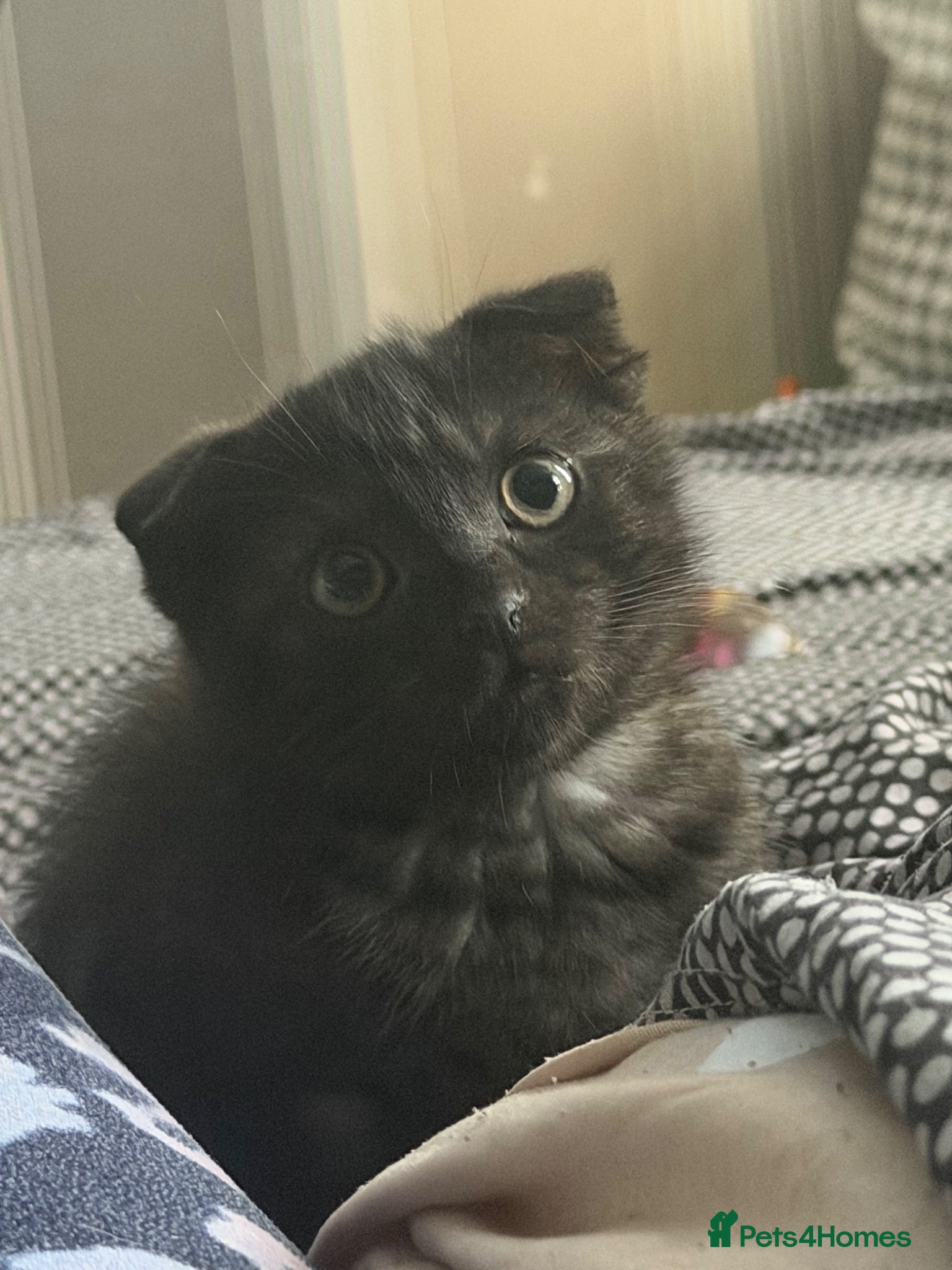 Scottish Fold cats for sale: Cosmo Male Kitten - Advert 2