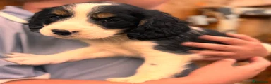 Mixed Breed 4