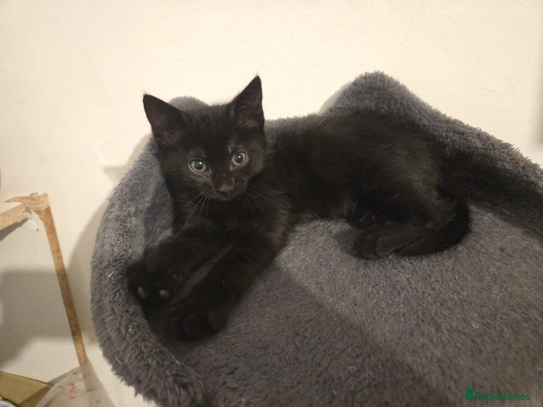 Mixed Breed cats for sale: 4 Kittens for sale  - Image 6