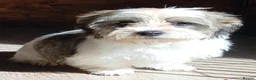 Havanese dogs for sale: ⭐RUDUCED TO £900onvo⭐Full breed havanese puppies.  - Advert 16