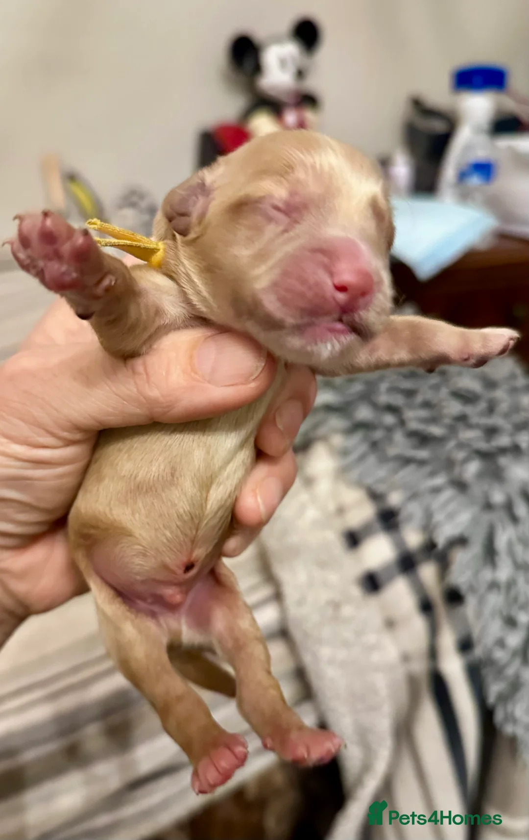 Cockapoo dogs for sale: Exceptional F1 Apricot / Red Cockapoo Puppies  - Advert 11