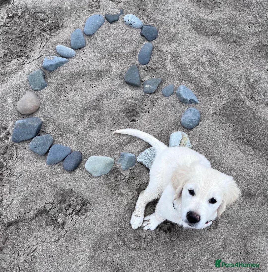 Golden Retriever dogs for sale: February Litter Announcement  - Advert 8