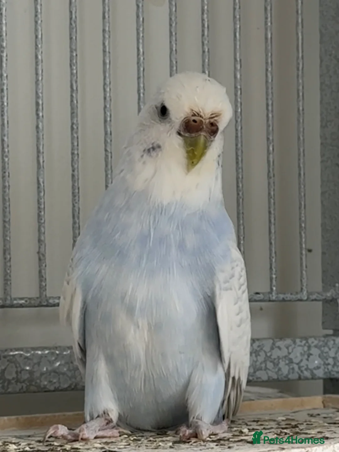 Budgerigars birds for sale: Young budgies for sale - Advert 1