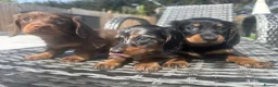 Miniature Dachshund dogs for sale: ✨MINI LONG HAIRED DACHSHUNDS ✨KC ✨ - Advert 3