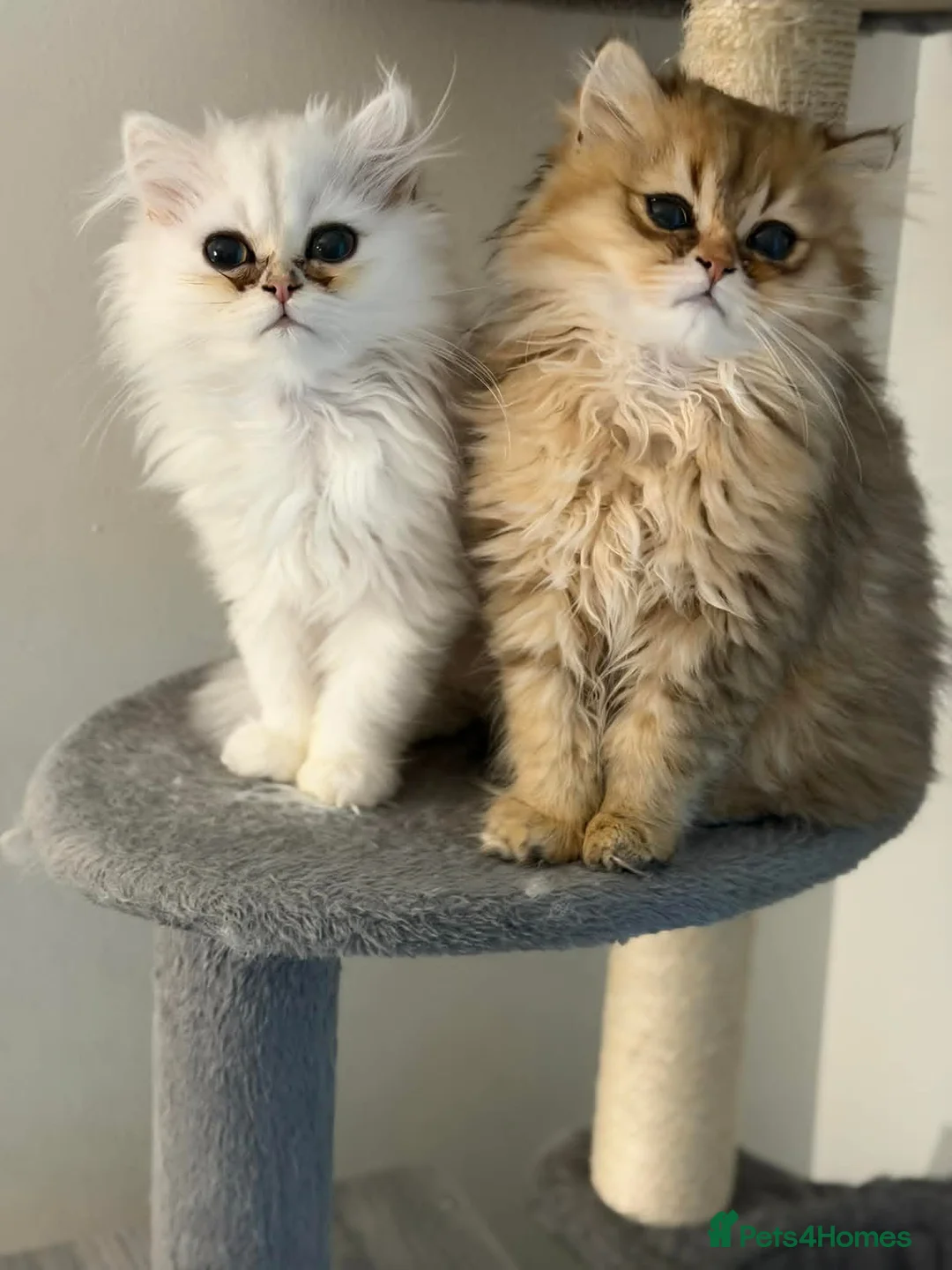 Persian cats for sale: Golden Persain boy and Chinchilla girl for sale - Advert 1