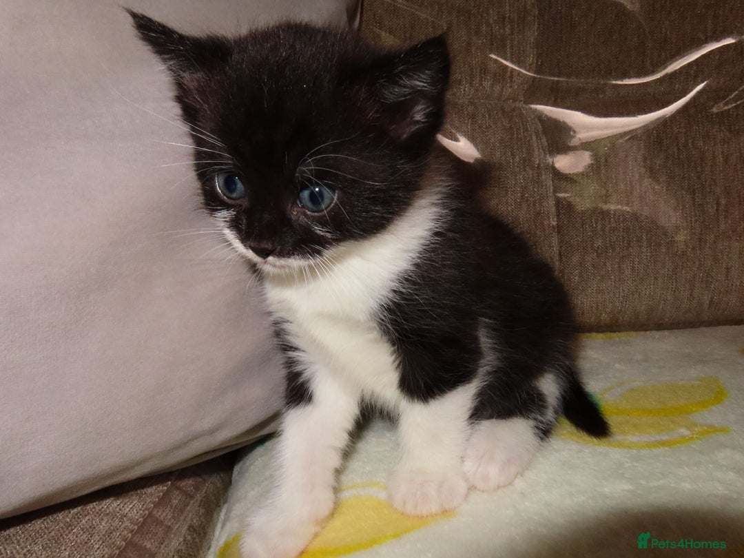 British Shorthair cats for sale: Kittens - Image 10