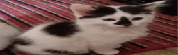 Mixed Breed cats for sale: Pretty kittens looking for loving homes  - Advert 15