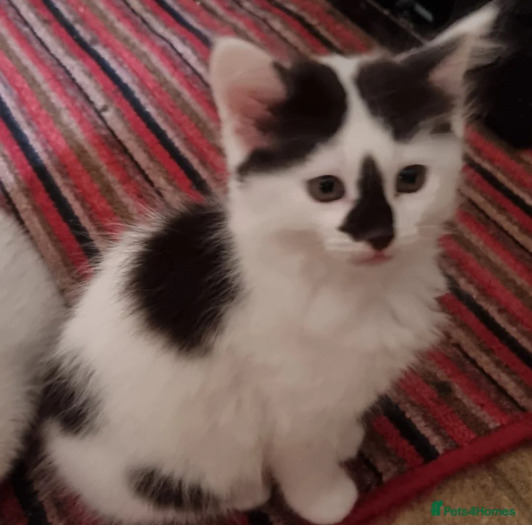 Mixed Breed cats for sale: Pretty kittens looking for loving homes  - Advert 15