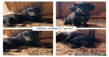 Mixed Breed dogs - Advert 1