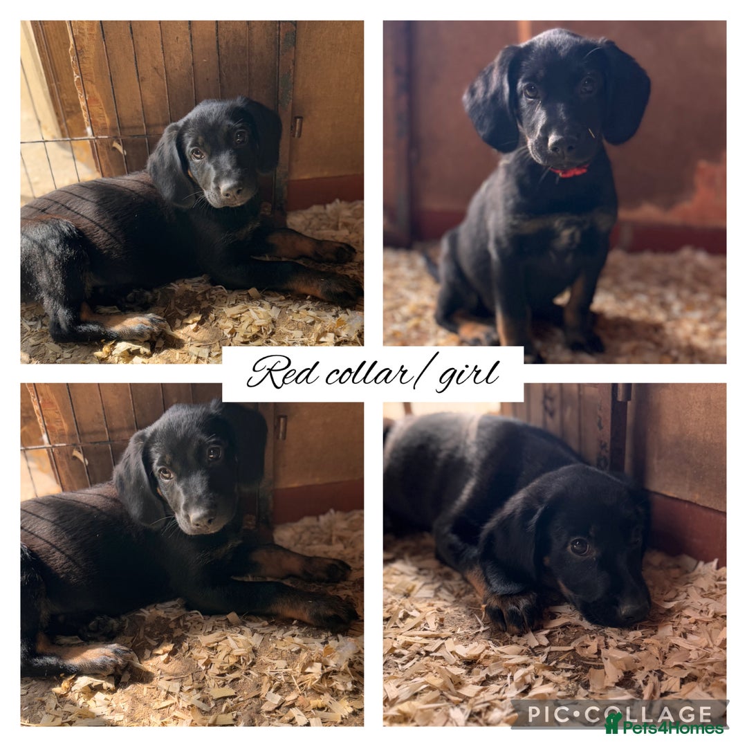 Mixed Breed dogs for sale: Ready now cocker spaniel x German shepherd puppy’s - Image 3