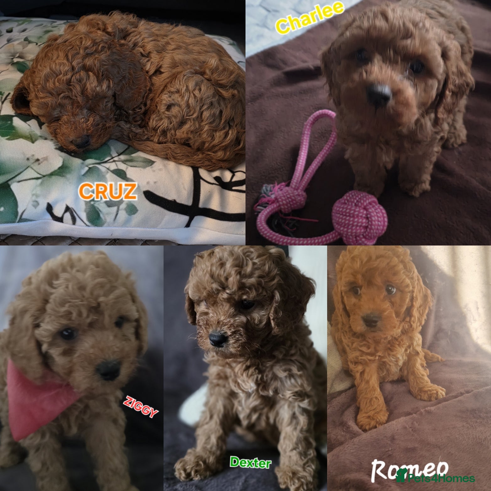 Cavapoo dogs Cavapoos Fb3. - Advert 17