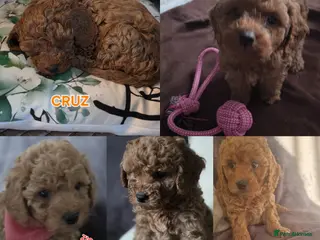 Cavapoo dogs Cavapoos Fb3. - Advert 17