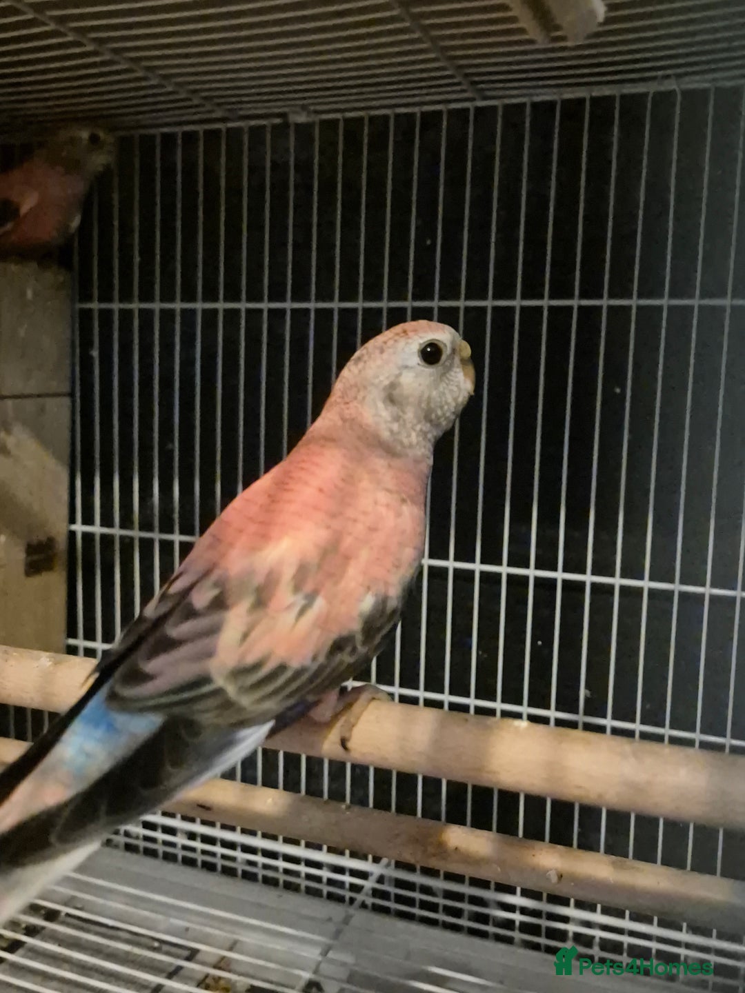 Parakeets birds for sale: Bourkes - Image 7