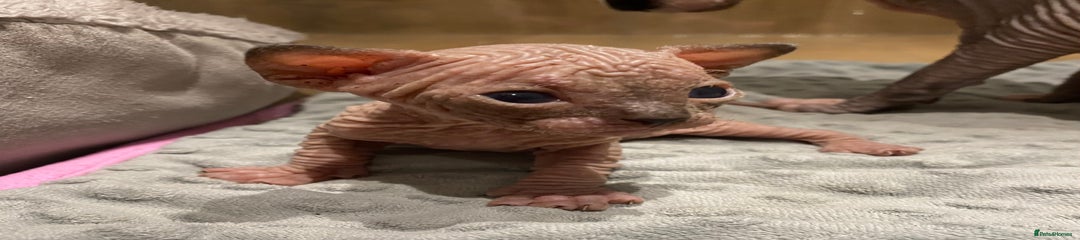 Sphynx Kitten 1