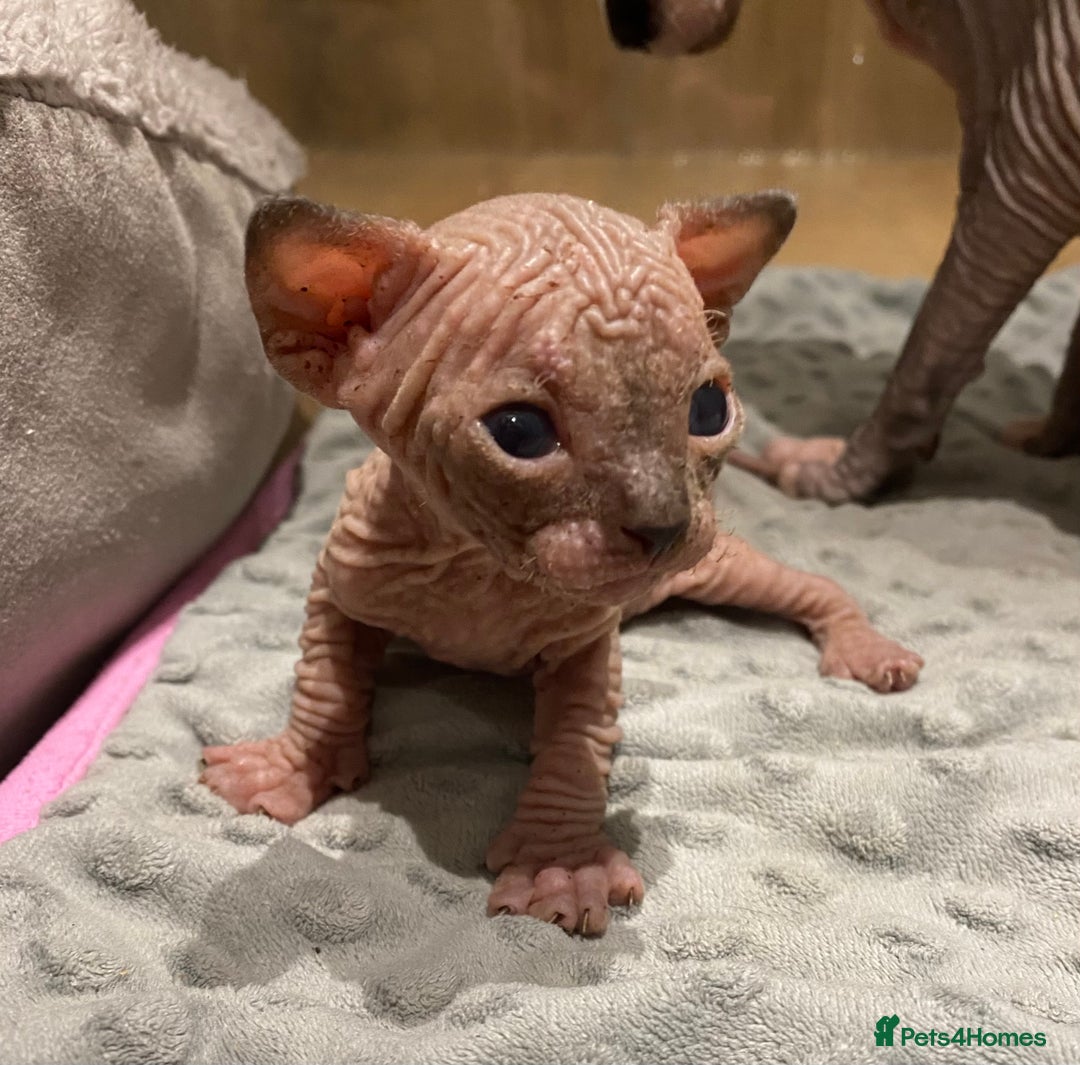 Sphynx cats for sale: Kittens sphinx Canadian  - Image 13