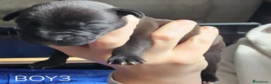 Mixed Breed Puppy 5