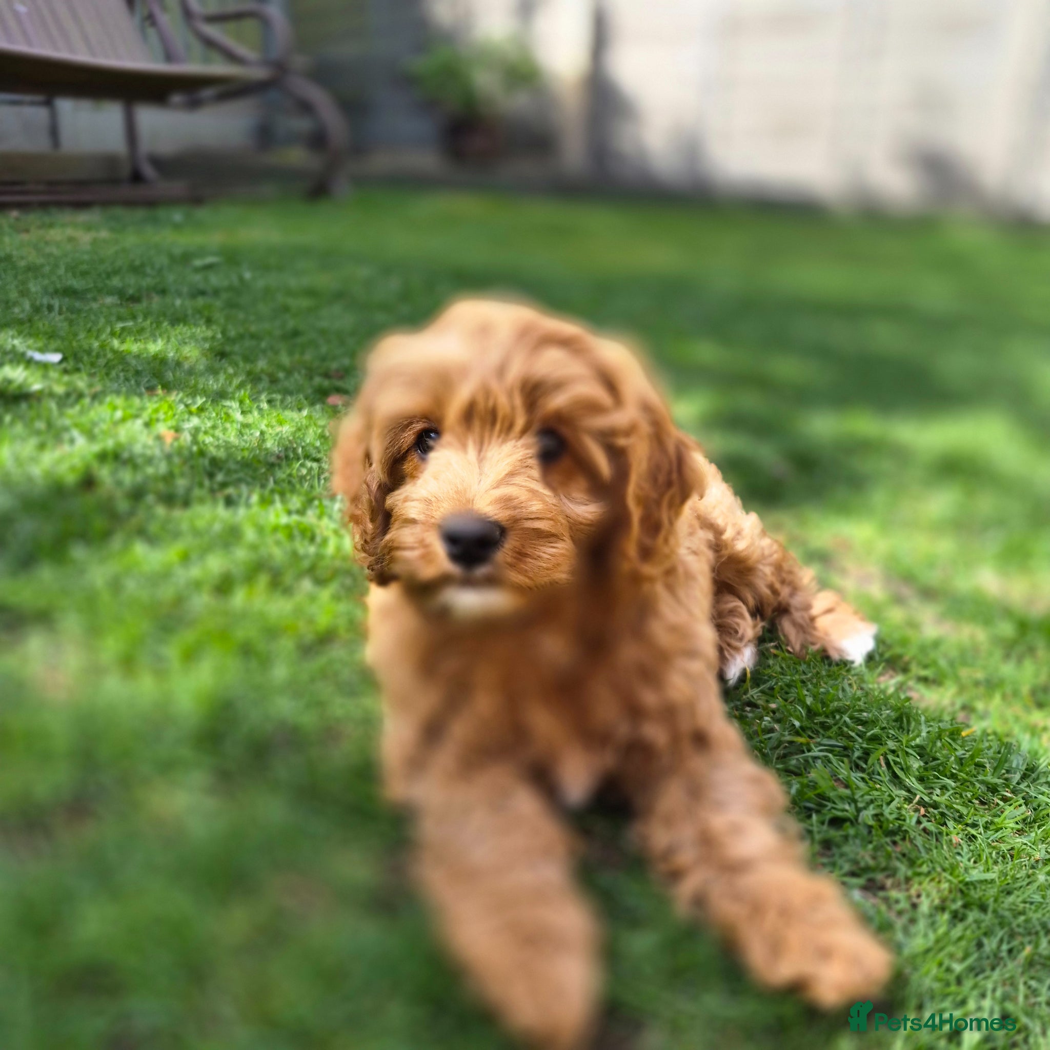 Cavapoo dogs ⭐️Last boy Cavapoo🐾🐶  - Advert 2