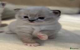 Ragdoll cats for sale: Stunning Ragdoll kitten SHOW/BREEDING -GCCF   - Image 31