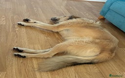 Mixed Breed dogs for adoption: 💙🐶 COOPER 🐶💙 - Image 20