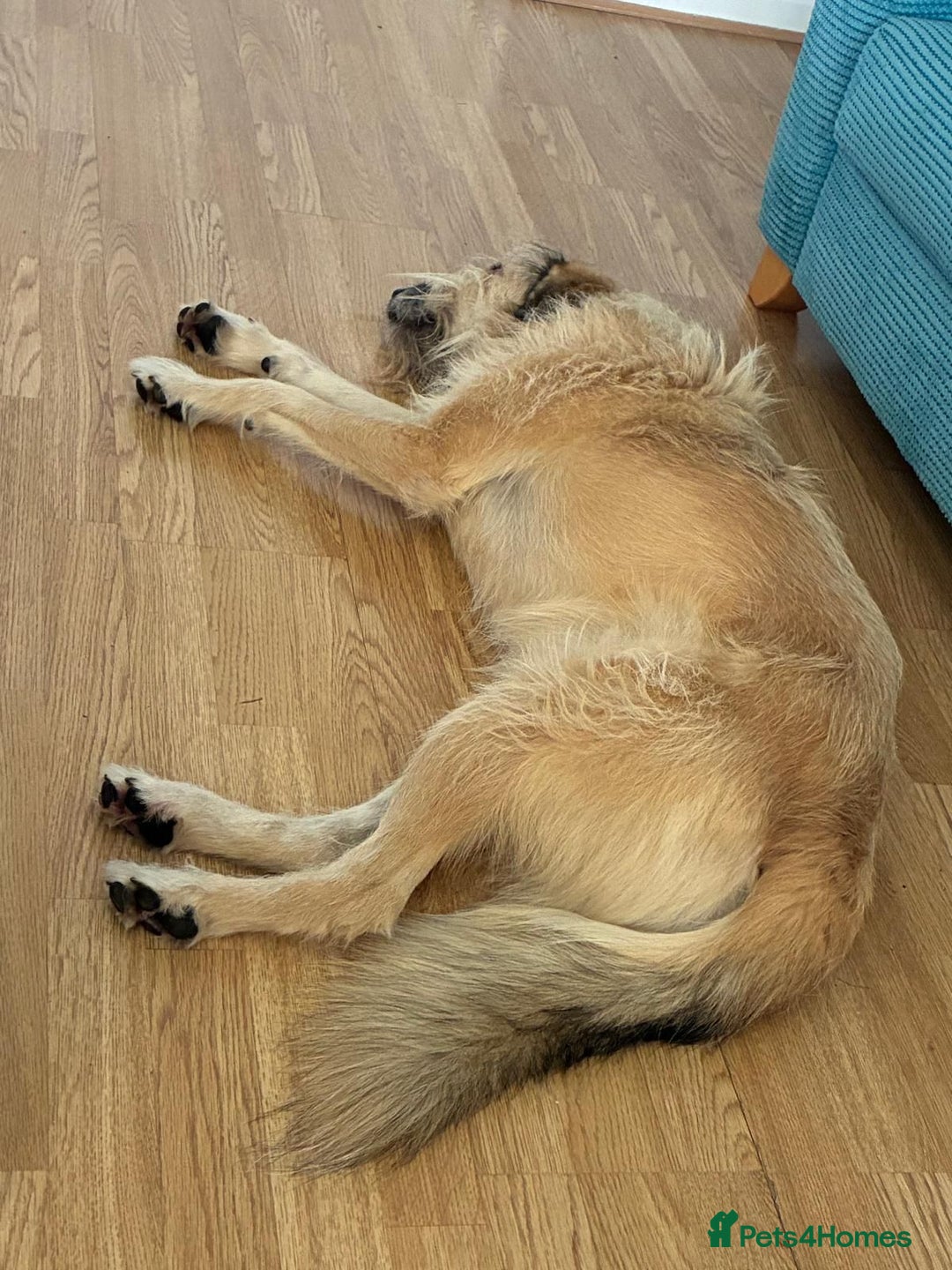 Mixed Breed dogs for adoption: 💙🐶 COOPER 🐶💙 - Image 20