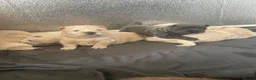 Chow Chow dogs for sale: Beautiful Kc registered chow chow puppies in Liverpool - Advert 6